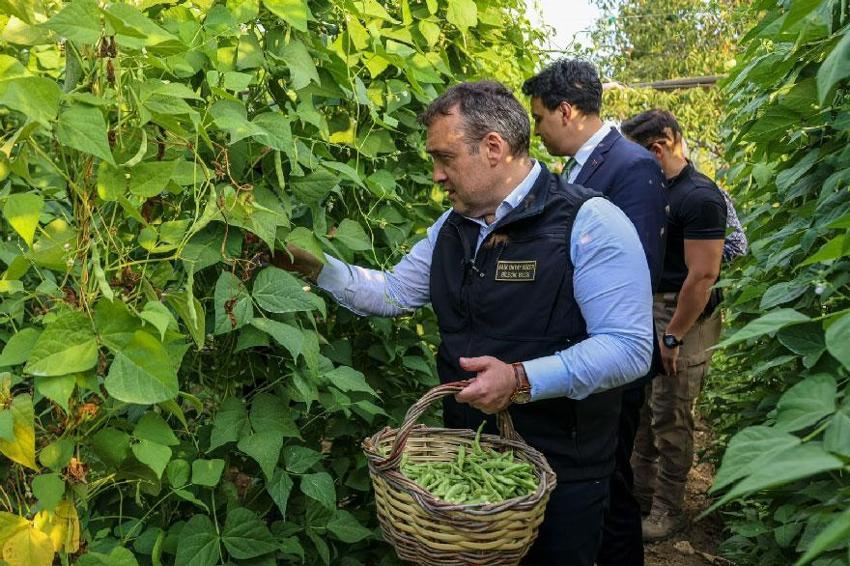 Bilecik'in tescilli Pazaryeri Boncuk Fasulyesi'nde hasat sezonu başladı