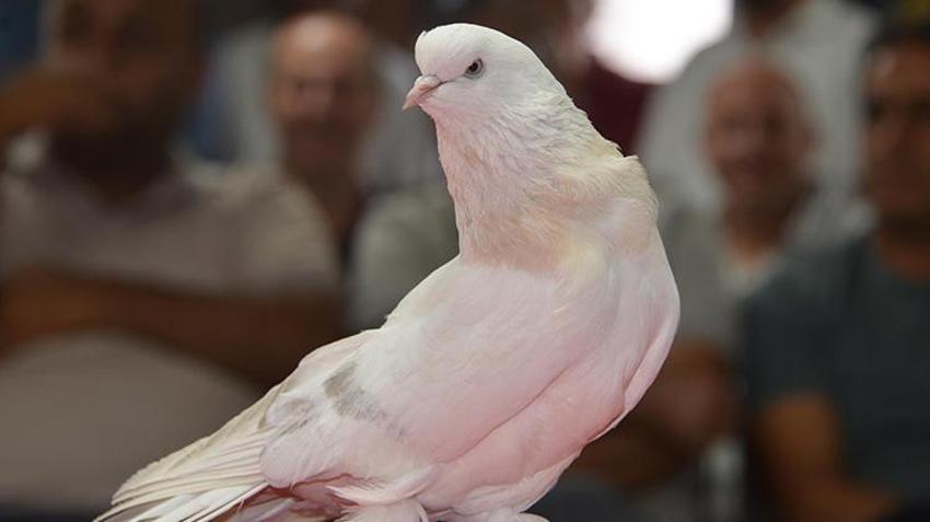 Şebap güvercinleri Erzurum'da podyuma çıktı! Her biri daire fiyatına alıcı buluyor