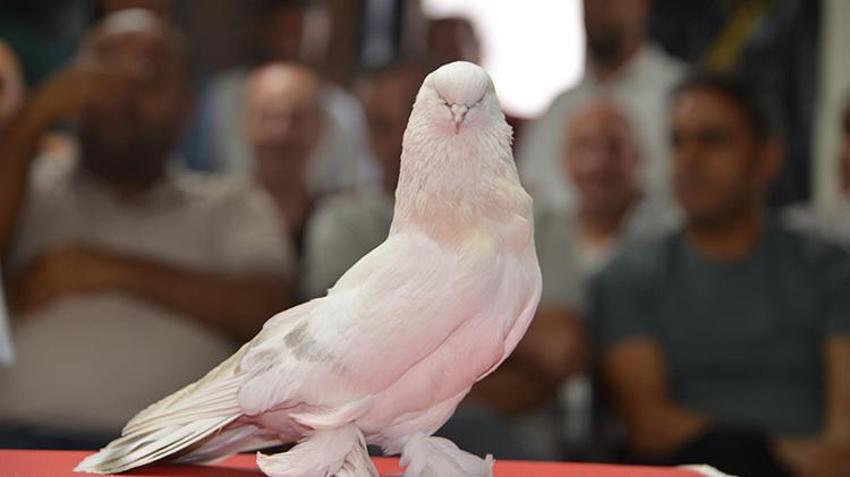 Şebap güvercinleri Erzurum'da podyuma çıktı! Her biri daire fiyatına alıcı buluyor