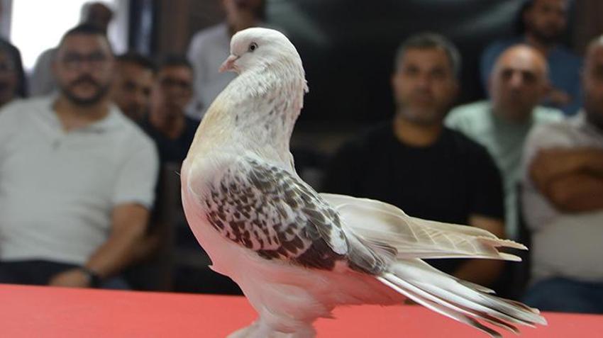 Şebap güvercinleri Erzurum'da podyuma çıktı! Her biri daire fiyatına alıcı buluyor