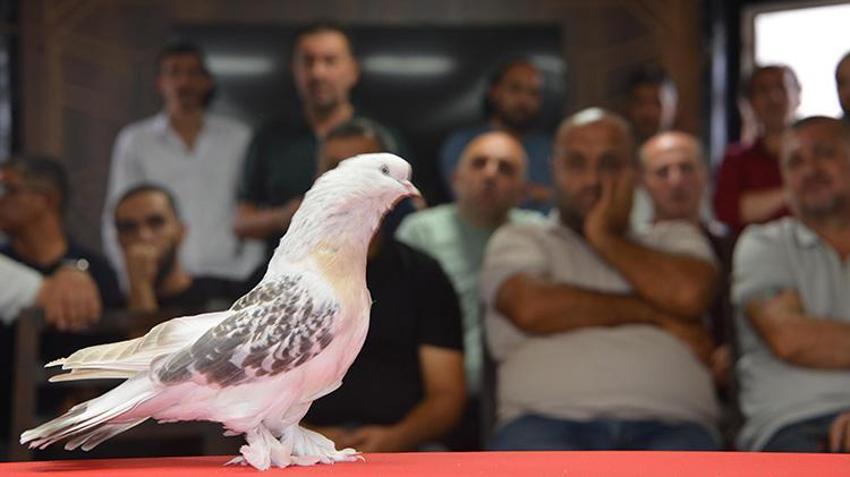 Şebap güvercinleri Erzurum'da podyuma çıktı! Her biri daire fiyatına alıcı buluyor