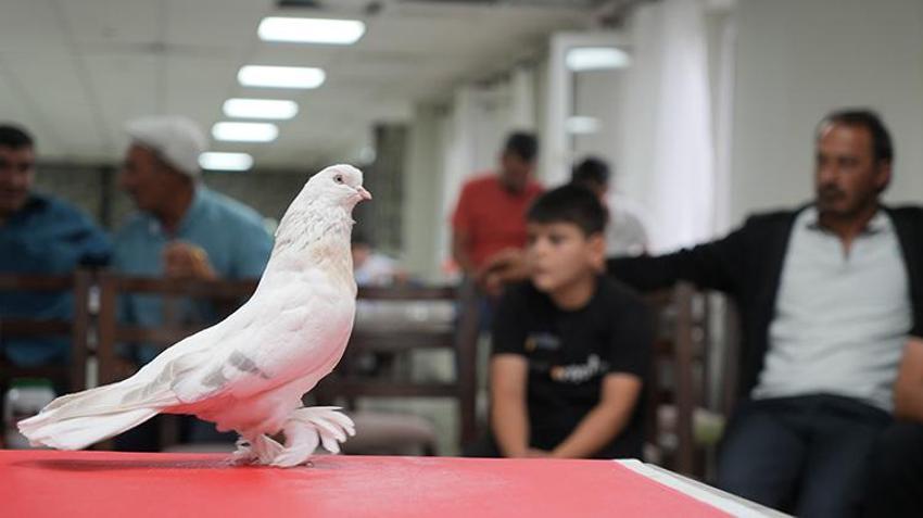 40 farklı şehirden Erzurum'a bunun için geldiler! 5 milyona satılıyor