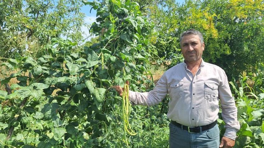 Yayla havasında yetişiyor, Kapış kapış satılıyor: Toptancıların gözdesi oldu! Günlük 4 ton satış yapılıyor