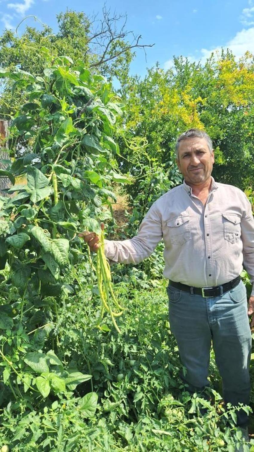 Yayla havasında yetişiyor, Kapış kapış satılıyor: Toptancıların gözdesi oldu! Günlük 4 ton satış yapılıyor
