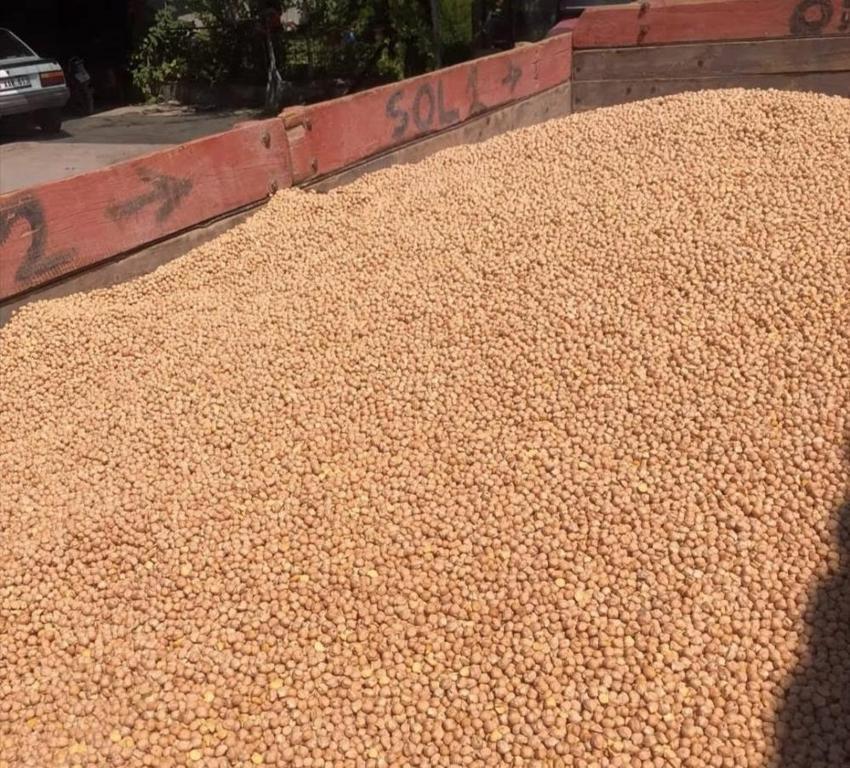 Kütahya'da TAKE projesi meyvesini verdi: %75 hibeli nohuttan dekara 170 kilo verim!