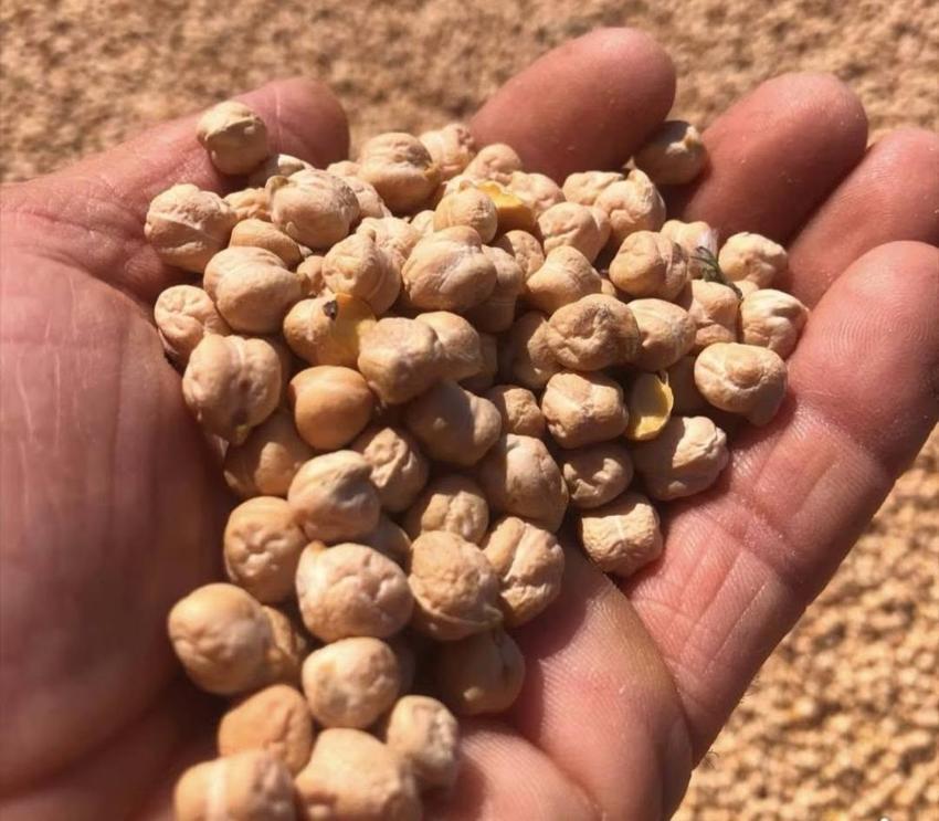 Kütahya'da TAKE projesi meyvesini verdi: %75 hibeli nohuttan dekara 170 kilo verim!