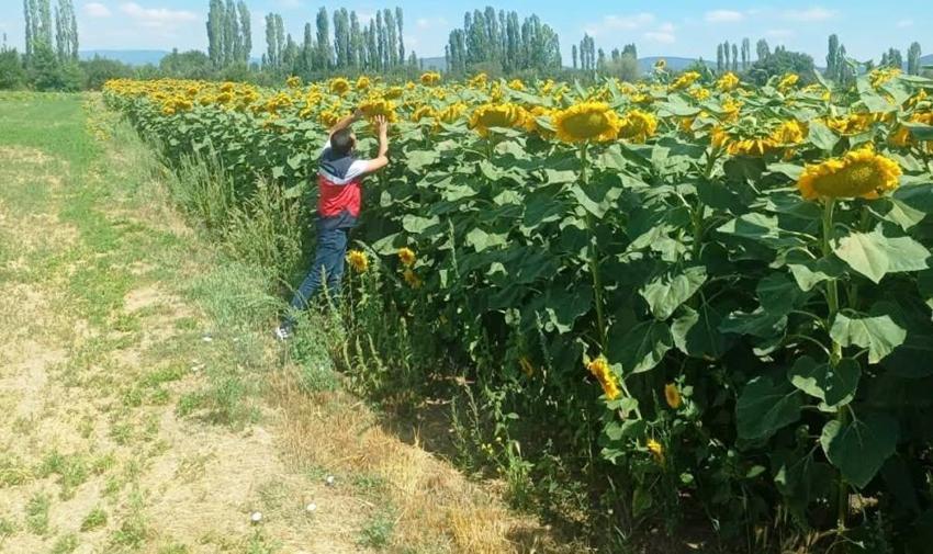 Çavdarhisar’da 900 dekarlık dev proje: Çerezlik ayçiçeği sahasında kontroller tamamlandı!