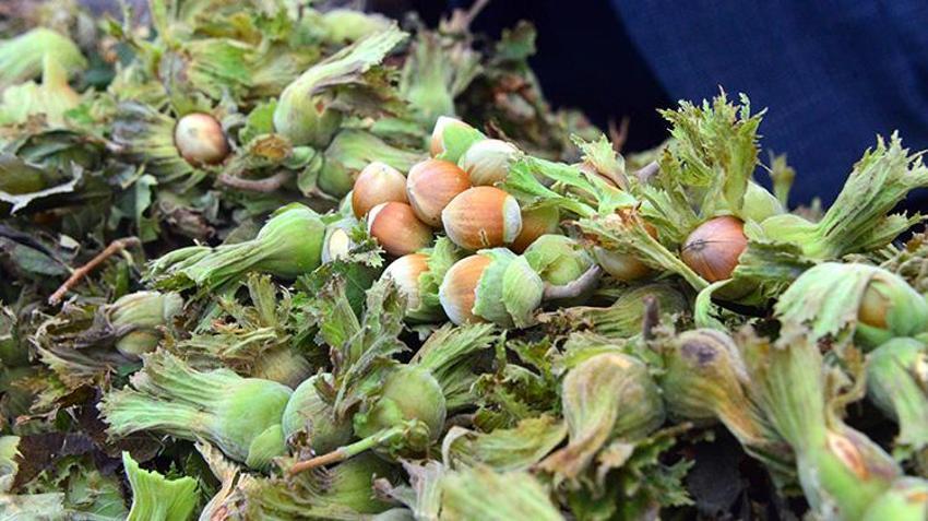Fındık festivali bu sefer Karadeniz'de düzenlenmedi! Akdeniz bölgesinde yıllık üretim 200 tonu buldu