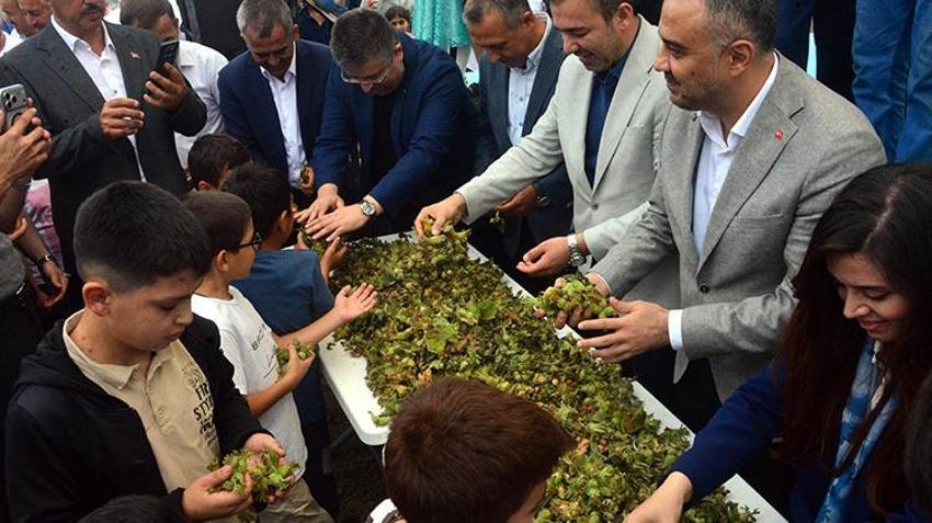 Fındık festivali bu sefer Karadeniz'de düzenlenmedi! Akdeniz bölgesinde yıllık üretim 200 tonu buldu