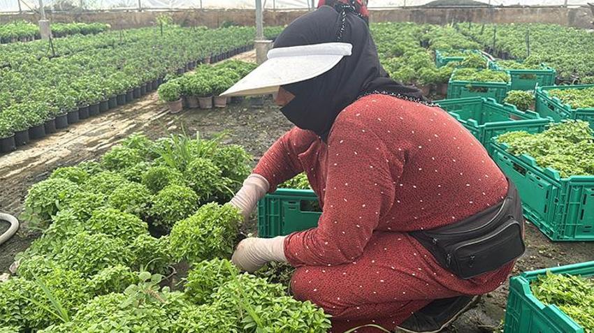 Bol güneş ve su veren sineği unutuyor: Yalova'da 5 ayda 300 bin saksı satıldı, üretici talebe yetişemiyor!