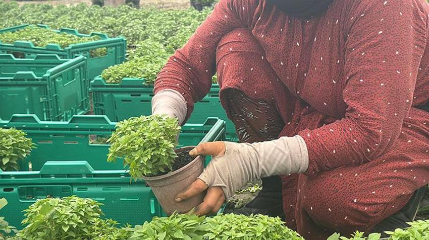 Bol güneş ve su veren sineği unutuyor: Yalova'da 5 ayda 300 bin saksı satıldı, üretici talebe yetişemiyor!