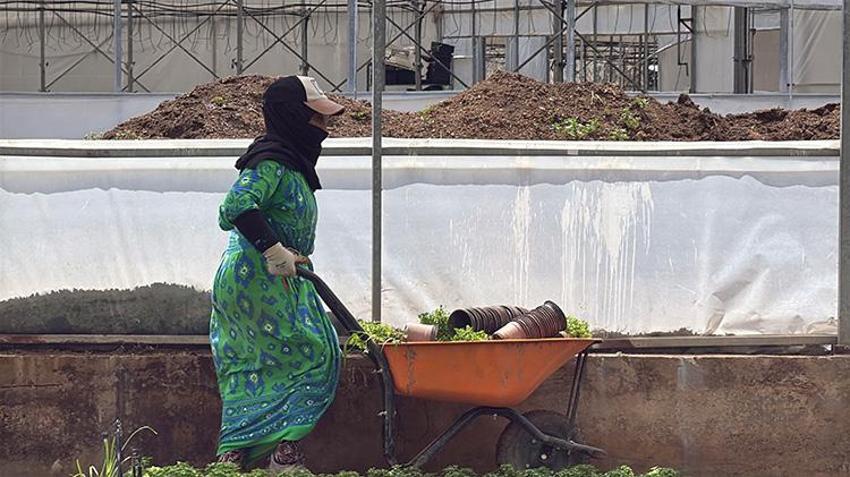 Bol güneş ve su veren sineği unutuyor: Yalova'da 5 ayda 300 bin saksı satıldı, üretici talebe yetişemiyor!