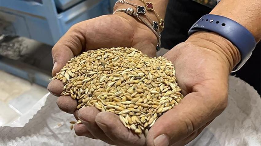 Genleri değişmeyen 12 bin yıllık lezzet! Siyez ununa talep yağıyor