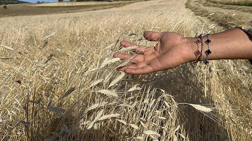 Genleri değişmeyen 12 bin yıllık lezzet! Siyez ununa talep yağıyor