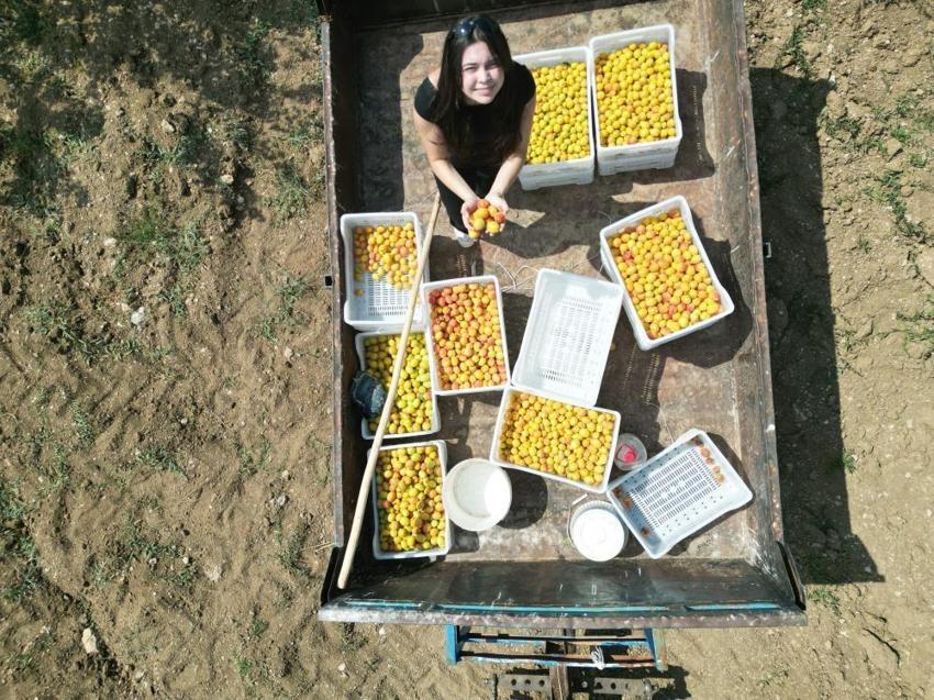 Kahramanmaraş'ta lise öğrencisi dedesinden kalan atıl araziyi değerlendirdi, susuz bölgede 500 kayısı ağacı yetiştirip 4 ton verim aldı!