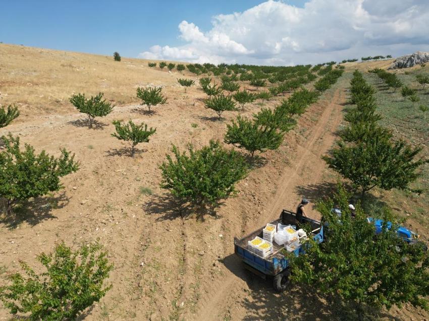 Kahramanmaraş'ta lise öğrencisi dedesinden kalan atıl araziyi değerlendirdi, susuz bölgede 500 kayısı ağacı yetiştirip 4 ton verim aldı!