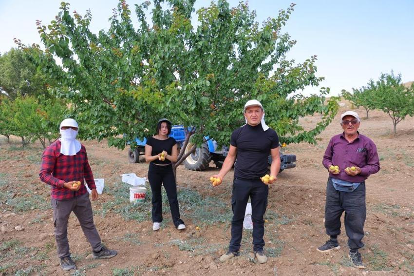 Kahramanmaraş'ta lise öğrencisi dedesinden kalan atıl araziyi değerlendirdi, susuz bölgede 500 kayısı ağacı yetiştirip 4 ton verim aldı!