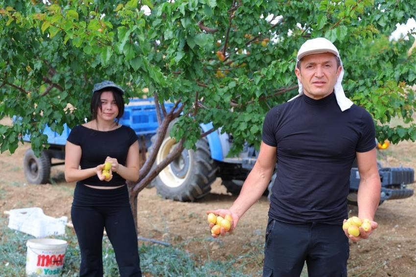Kahramanmaraş'ta lise öğrencisi dedesinden kalan atıl araziyi değerlendirdi, susuz bölgede 500 kayısı ağacı yetiştirip 4 ton verim aldı!