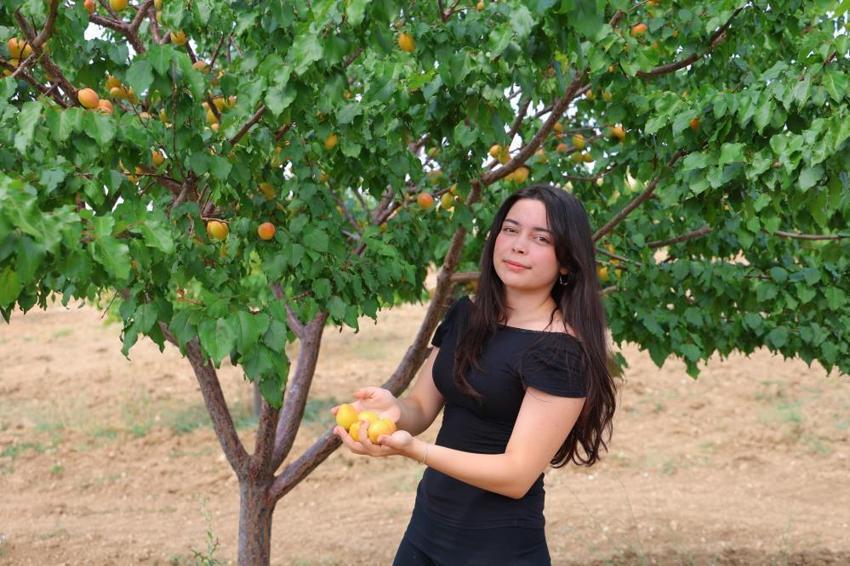 Kahramanmaraş'ta lise öğrencisi dedesinden kalan atıl araziyi değerlendirdi, susuz bölgede 500 kayısı ağacı yetiştirip 4 ton verim aldı!
