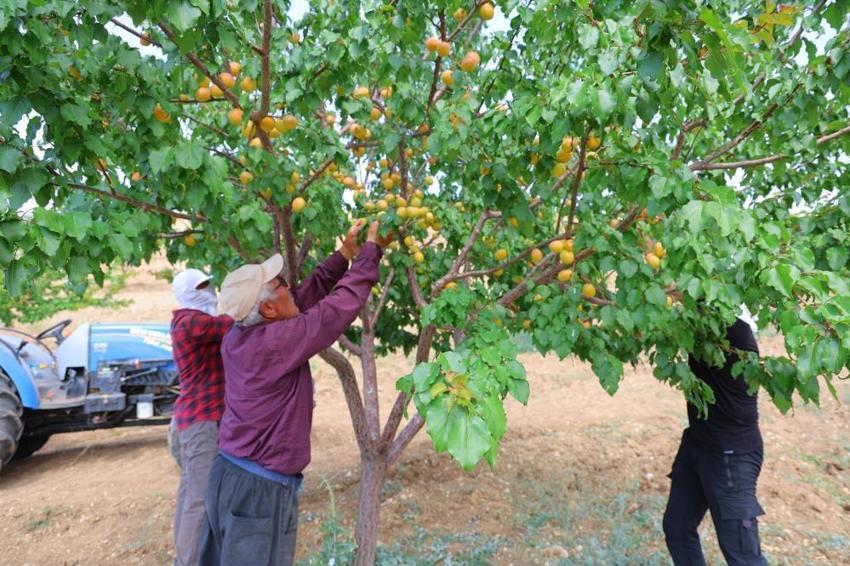 Kahramanmaraş'ta lise öğrencisi dedesinden kalan atıl araziyi değerlendirdi, susuz bölgede 500 kayısı ağacı yetiştirip 4 ton verim aldı!