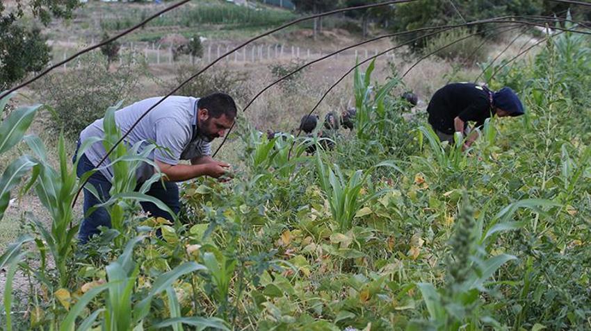 Kimyasala veda edince, satın almak için sıraya girdiler: Ata tohumuyla yetiştirdiği ürünler yok satıyor!