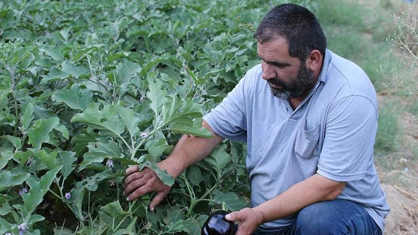 Kimyasala veda edince, satın almak için sıraya girdiler: Ata tohumuyla yetiştirdiği ürünler yok satıyor!