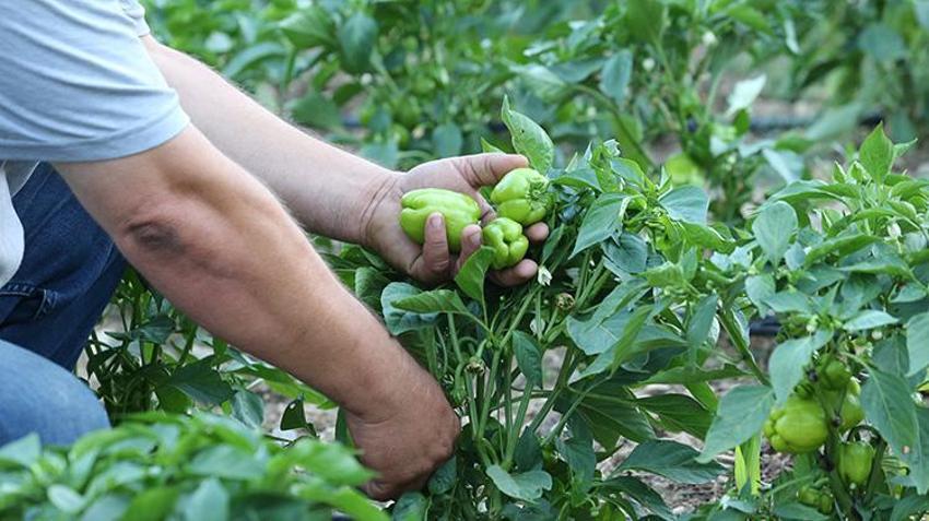 Kimyasala veda edince, satın almak için sıraya girdiler: Ata tohumuyla yetiştirdiği ürünler yok satıyor!