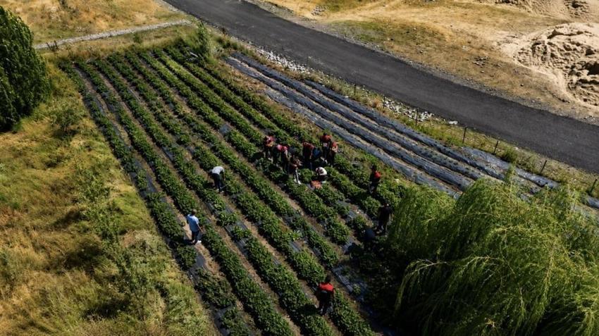 Ağrı'da deneme amaçlı ekildi: Dekar başına verim sürpriz oldu, 50 dönüm daha kuruluyor