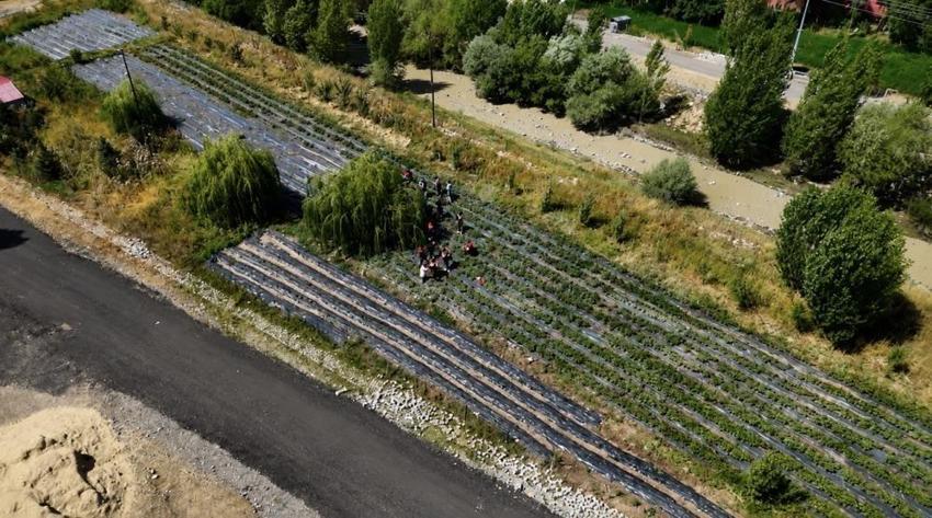 Ağrı'da deneme amaçlı ekildi: Dekar başına verim sürpriz oldu, 50 dönüm daha kuruluyor