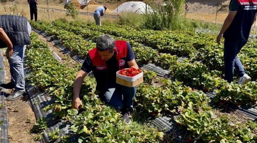 Ağrı'da deneme amaçlı ekildi: Dekar başına verim sürpriz oldu, 50 dönüm daha kuruluyor