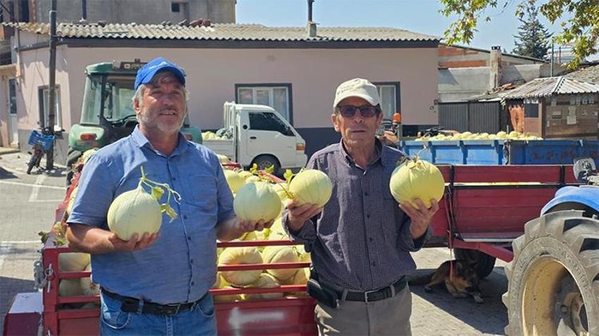 Ata tohumu susuz yetişti: Bandırma'nın beyaz kavununda hasat heyecanı!