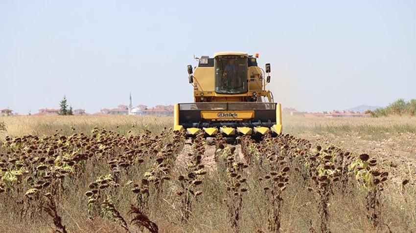 Kırklareli tarlalarında biçerdöverler mesaiye başladı: Verim geçen yıla göre iki katına çıktı!