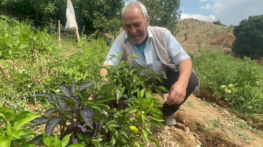 Elazığ'da Meksika ve Peru kökenli mor biber yetiştirildi: Görenler şaşırıyor tadı lezzetli