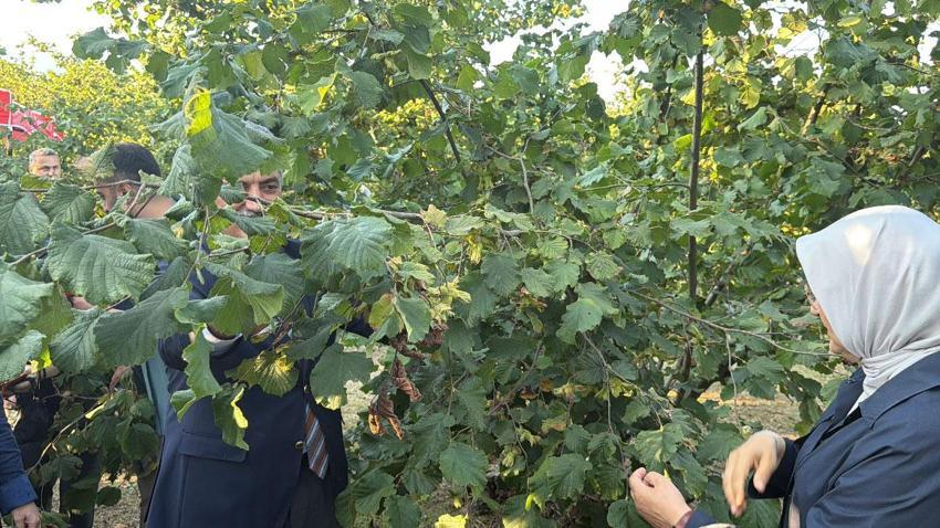 Düzce’de fındık hasat şenliği düzenlendi: Hedef 103 bin ton