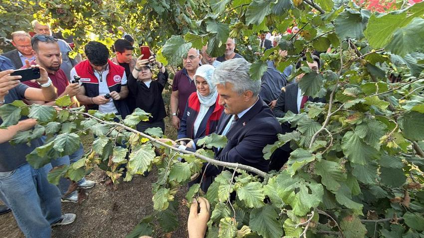 Düzce’de fındık hasat şenliği düzenlendi: Hedef 103 bin ton