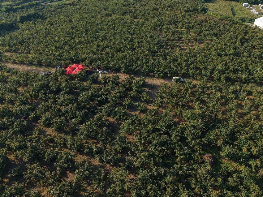 Düzce’de fındık hasat şenliği düzenlendi: Hedef 103 bin ton