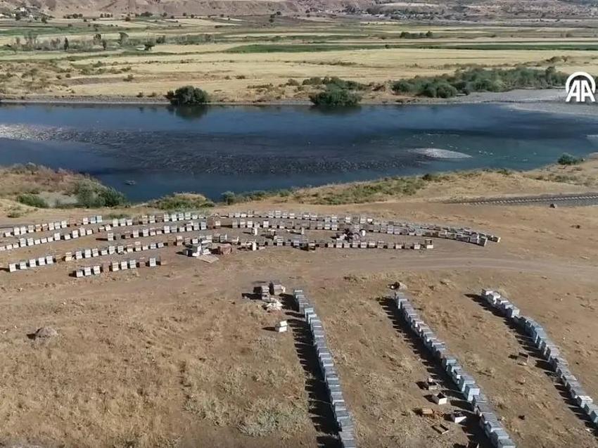 Elazığ'ın altını yüksek kesimlerde üretiliyor: 11 aylık emeğin hasadı başladı