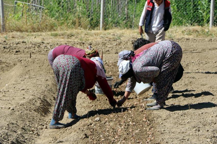Kilosu tam 600 bin lira! Kırmızı altın için mesai başladı: Dünyanın en pahalı baharatı Safranbolu'da toprakla buluştu!
