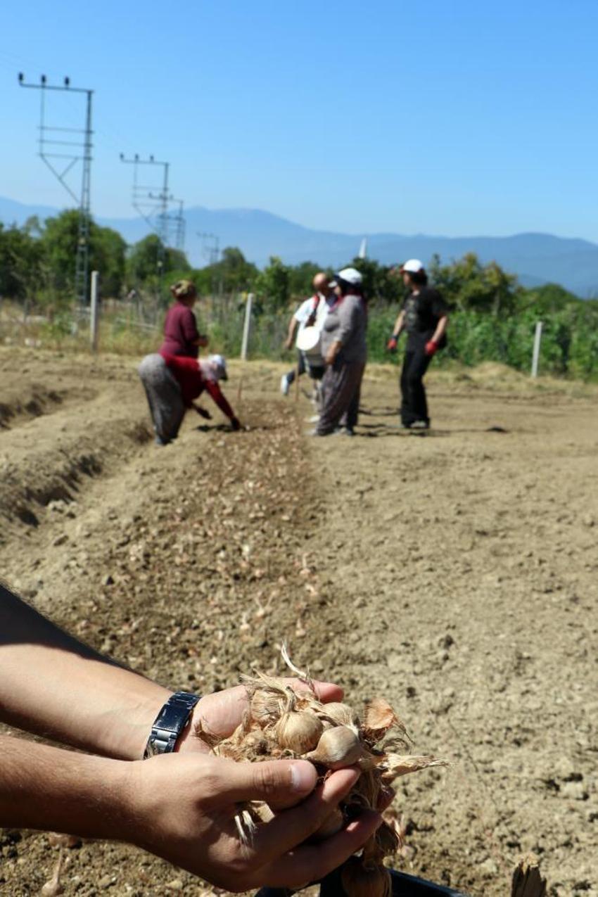 Kilosu tam 600 bin lira! Kırmızı altın için mesai başladı: Dünyanın en pahalı baharatı Safranbolu'da toprakla buluştu!