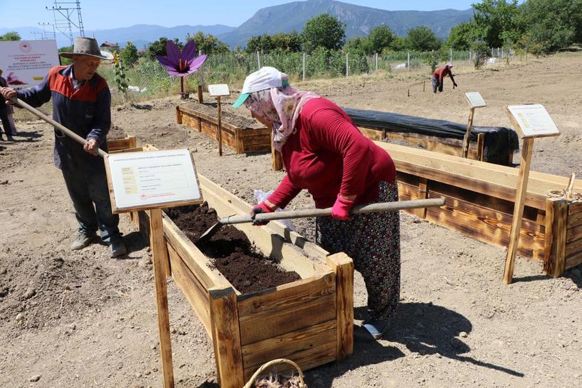 Dünyanın en pahalı baharatı için 7 AR-GE projesi geliştirildi