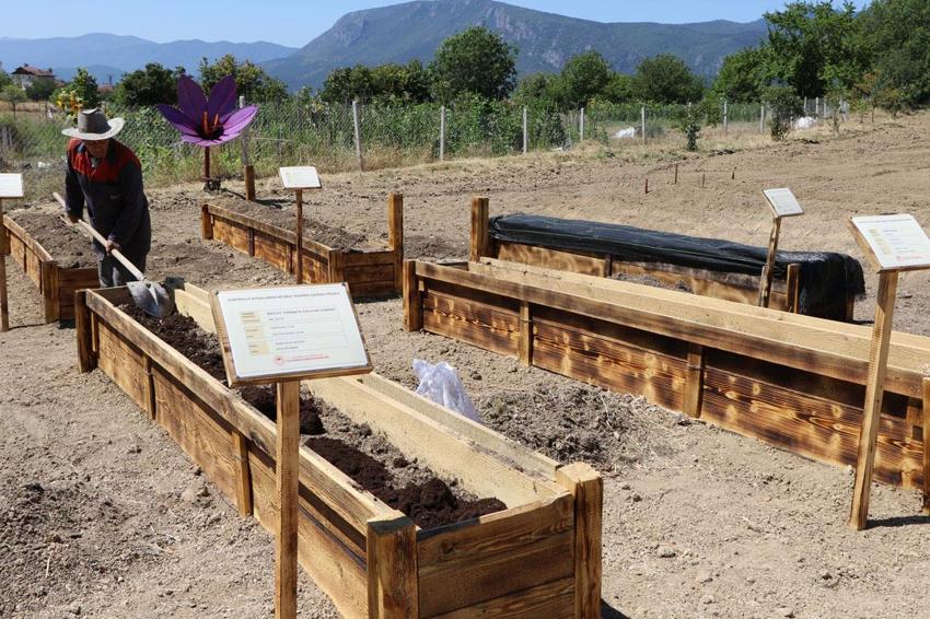 Dünyanın en pahalı baharatı için 7 AR-GE projesi geliştirildi