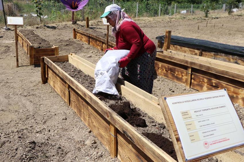 Dünyanın en pahalı baharatı için 7 AR-GE projesi geliştirildi