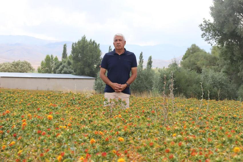 Vücut sağlığını iyileştiriyor, kalp hastalıklarını azaltıyor! Emekli olunca Kayseri'de aspir ekimine başladı