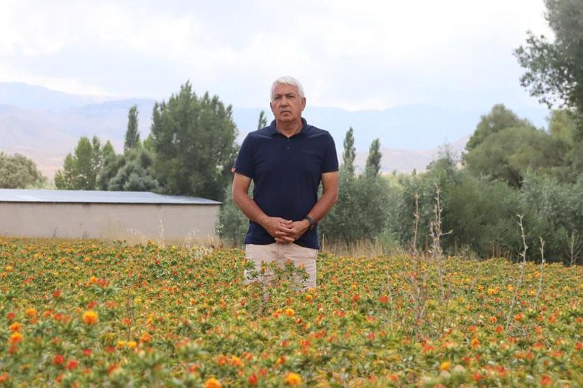 Vücut sağlığını iyileştiriyor, kalp hastalıklarını azaltıyor! Emekli olunca Kayseri'de aspir ekimine başladı