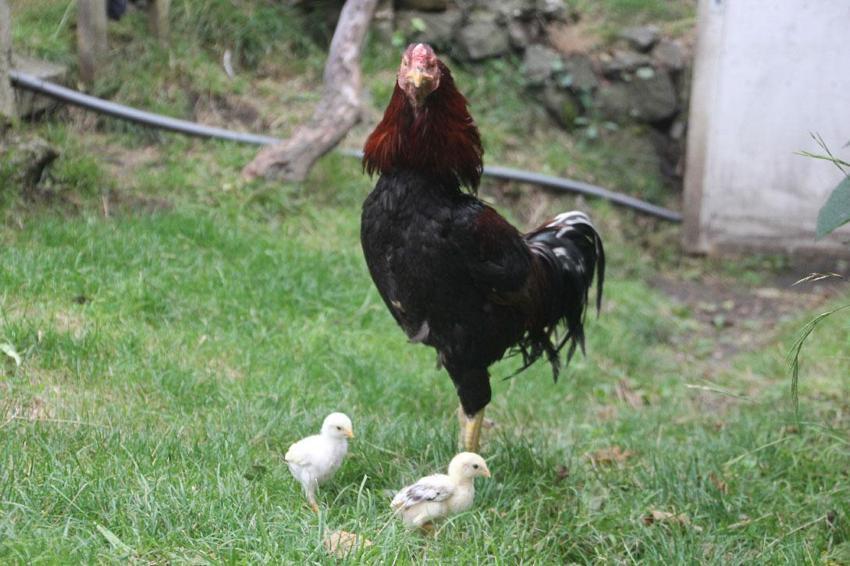 Ordu’da bir garip olay! Kuluçkaya yatan horoz civcivleri çıkarttı: Hem annelik hem de babalık yapıyor