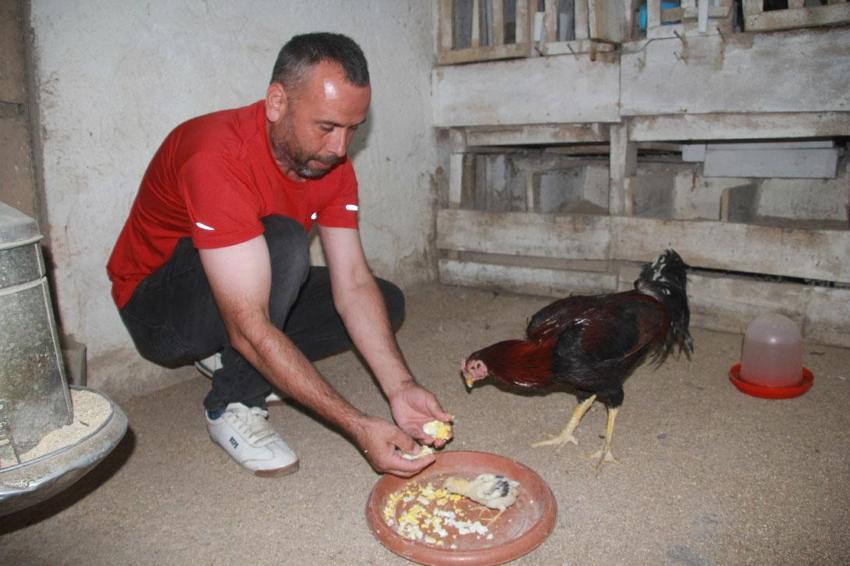 Ordu’da bir garip olay! Kuluçkaya yatan horoz civcivleri çıkarttı: Hem annelik hem de babalık yapıyor