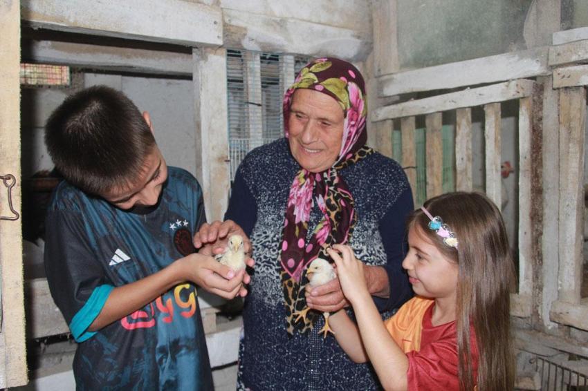 Ordu’da bir garip olay! Kuluçkaya yatan horoz civcivleri çıkarttı: Hem annelik hem de babalık yapıyor