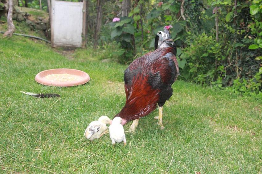 Ordu’da bir garip olay! Kuluçkaya yatan horoz civcivleri çıkarttı: Hem annelik hem de babalık yapıyor