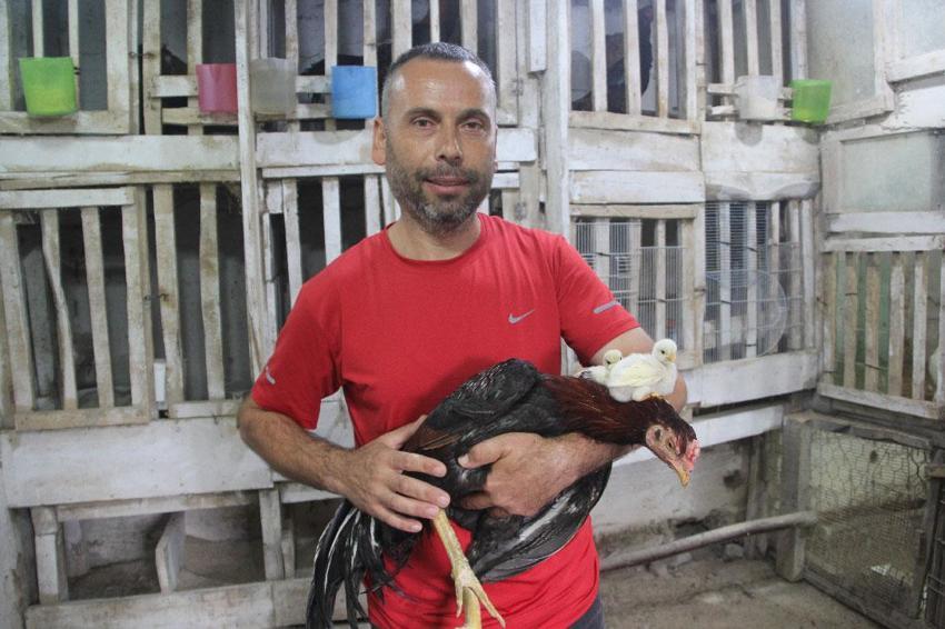 Ordu’da bir garip olay! Kuluçkaya yatan horoz civcivleri çıkarttı: Hem annelik hem de babalık yapıyor