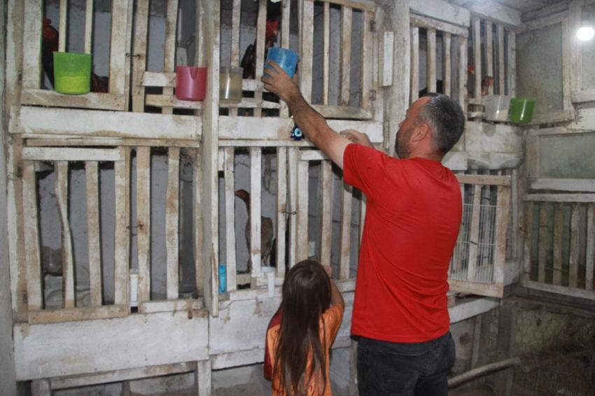 Ordu’da bir garip olay! Kuluçkaya yatan horoz civcivleri çıkarttı: Hem annelik hem de babalık yapıyor